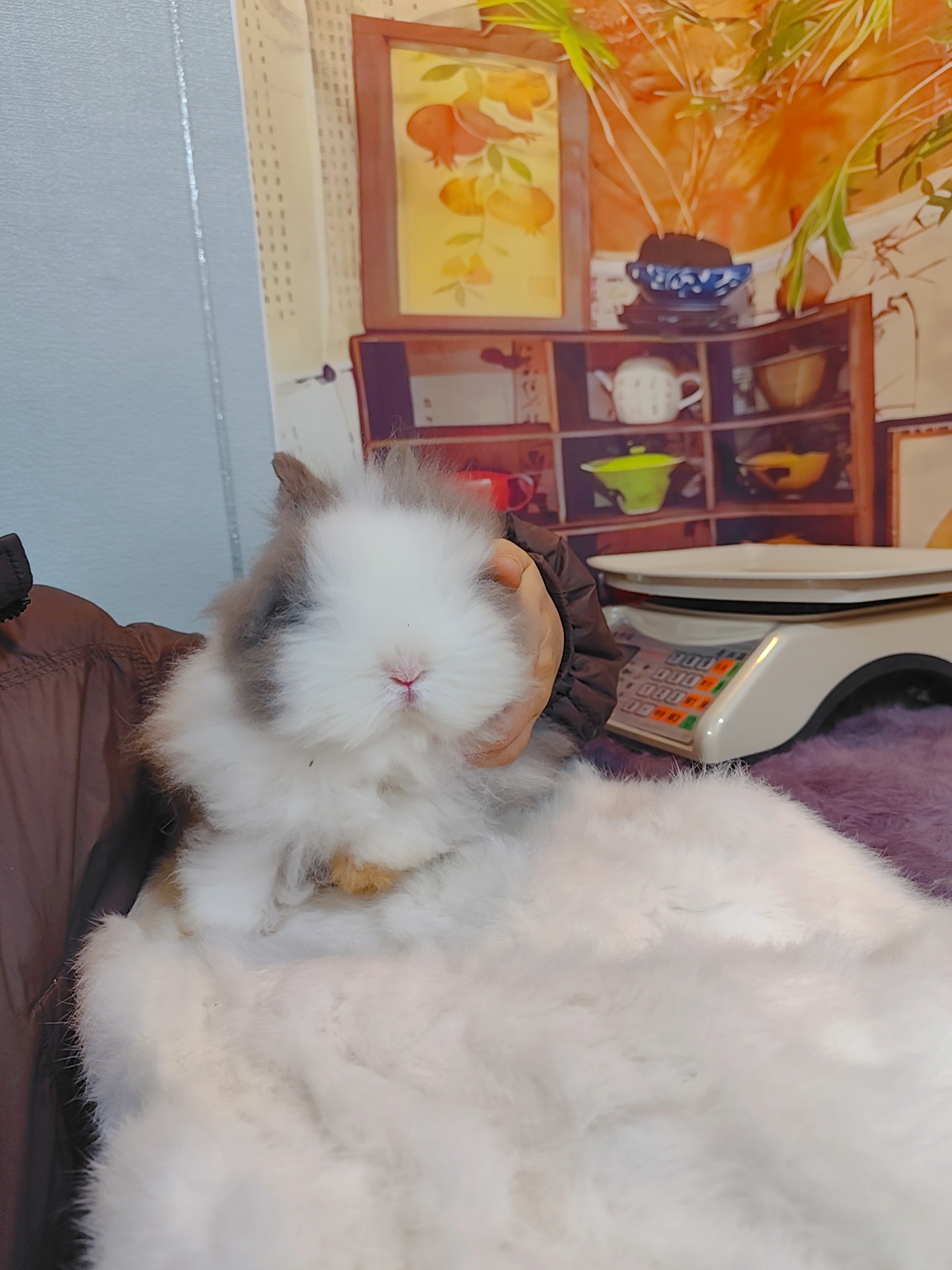 盖脸猫猫兔